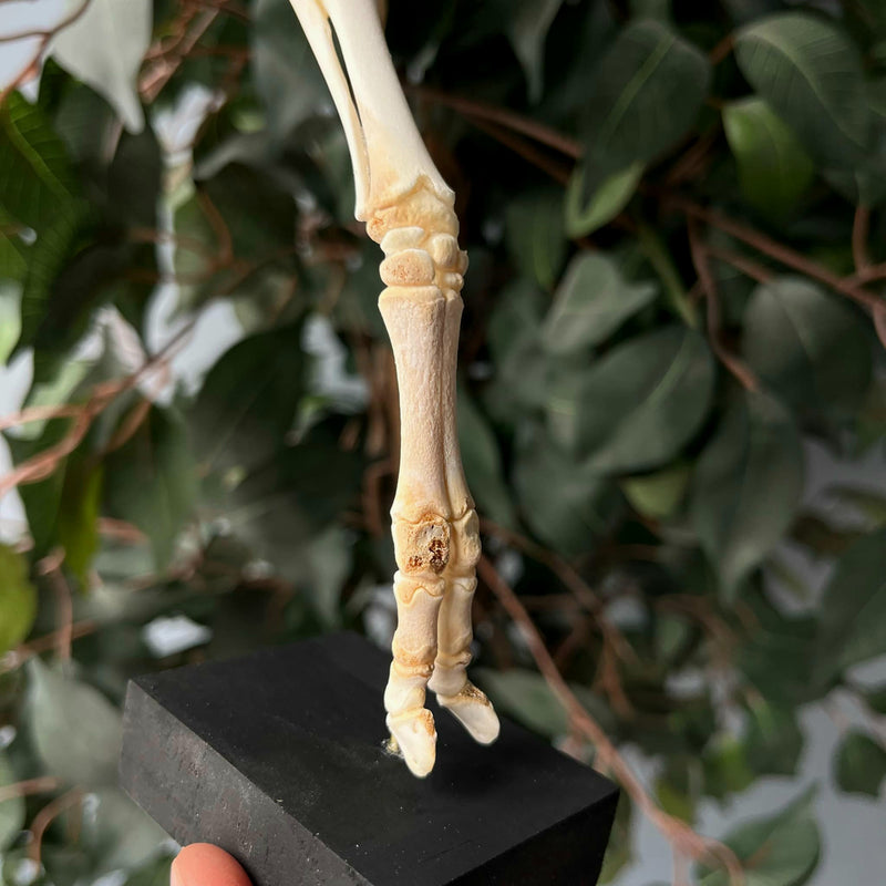 Articulated Goat Leg B