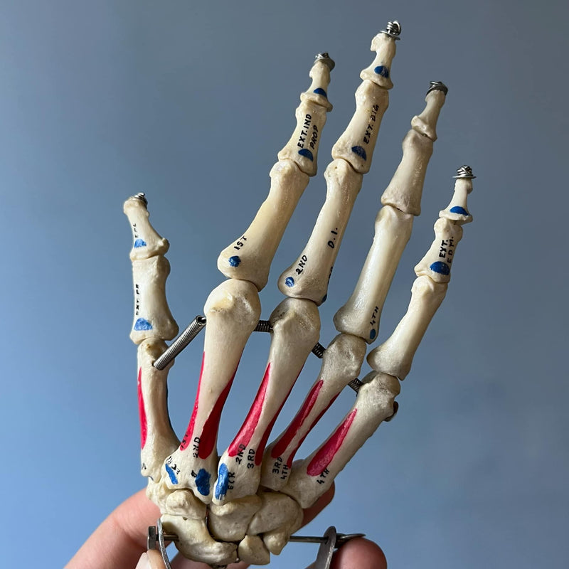 Articulated Human Skeleton, Anatomical Labeling