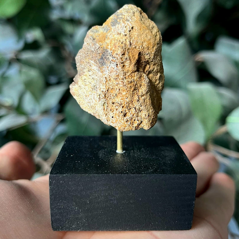 Tyrannosaurus Rex Bone Fragment M