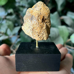 Tyrannosaurus Rex Bone Fragment M