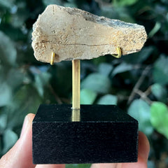 Tyrannosaurus Rex Bone Fragment G