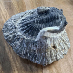 Hollardops Mesocristata Trilobite A