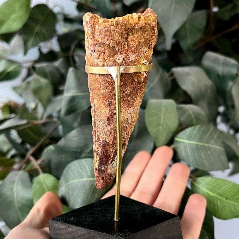 Spinosaurus Dinosaur Tooth XXL, N (4")