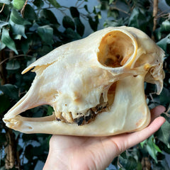 Lamb Skull, Major Infection (Ex-Museum)