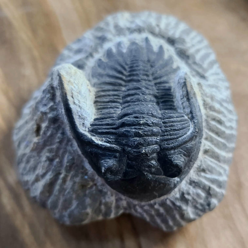 Hollardops Mesocristata Trilobite A