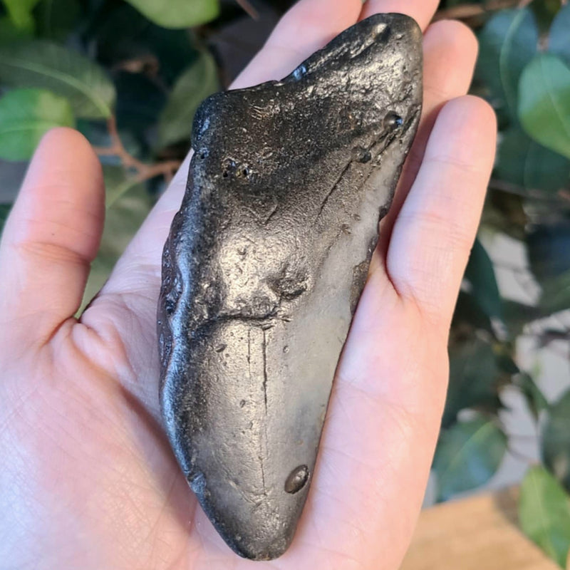 Megalodon Tooth C (4.5")