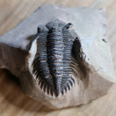 Hollardops Mesocristata Trilobite C