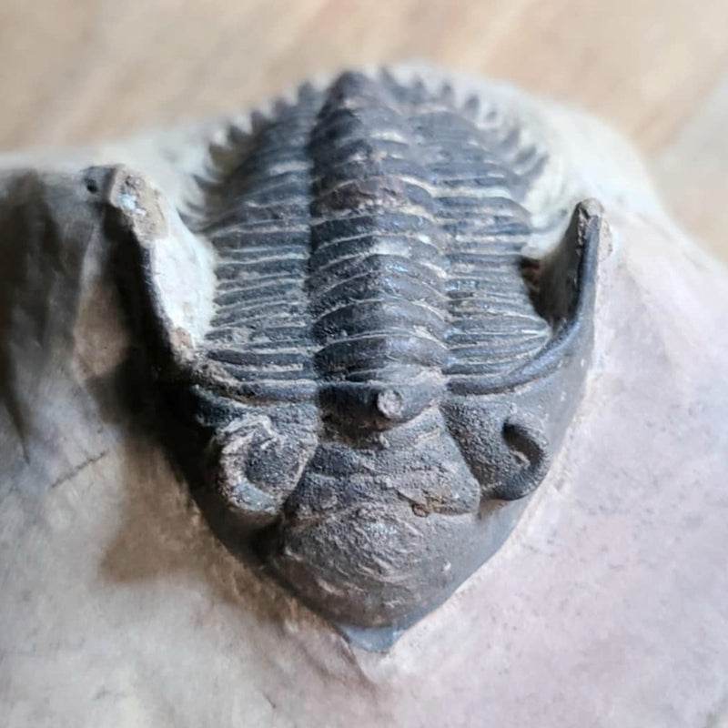 Hollardops Mesocristata Trilobite C