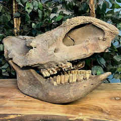 Woolly Rhino Fossil Skull, Major Injury (Ex-Museum)