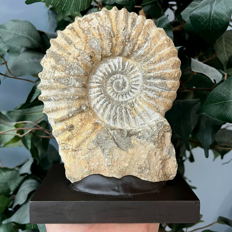 Agadir Ammonite, On Stand B (7")