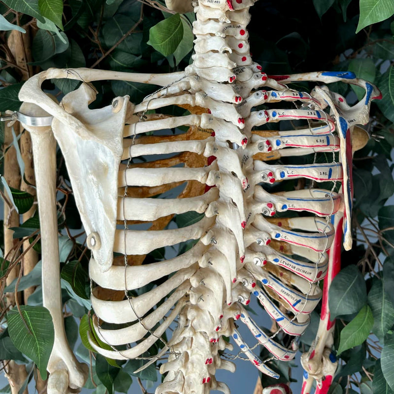 Articulated Human Skeleton, Anatomical Labeling