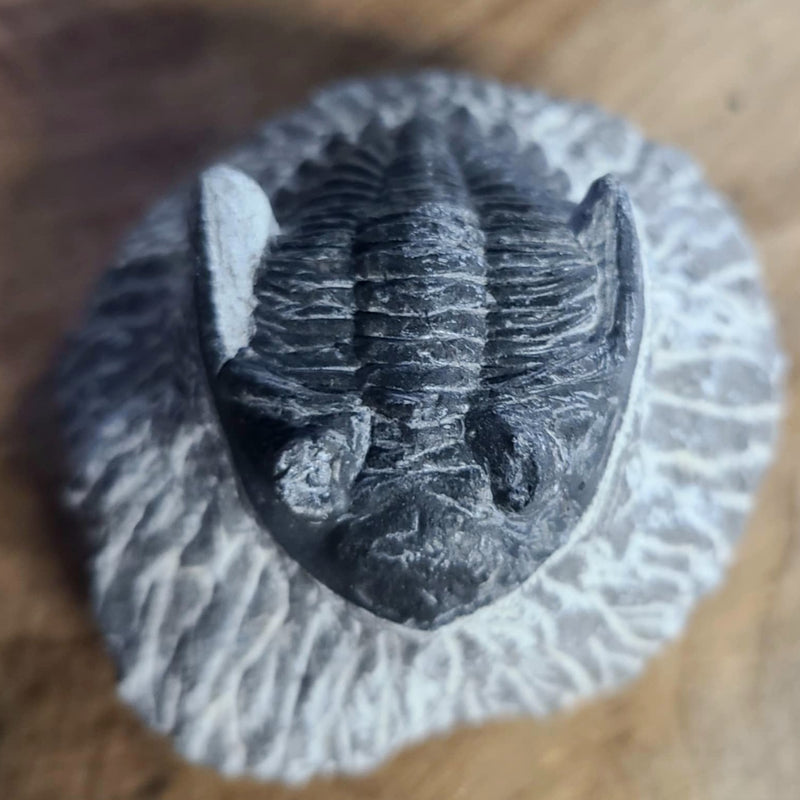 Hollardops Mesocristata Trilobite B