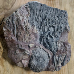 Fossil Sea Lily (Crinoid), Scyphocrinites A