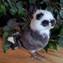 Birdbun Taxidermy (Bunny x Pigeon)