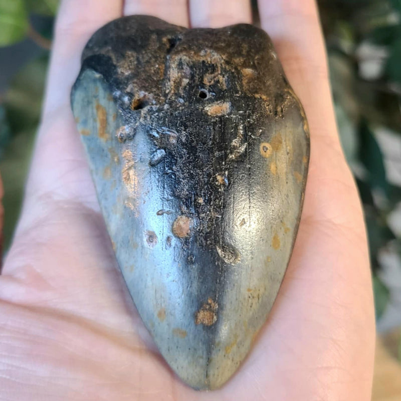 Megalodon Tooth G (3.25")