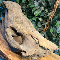 Woolly Rhino Fossil Skull, Major Injury (Ex-Museum)