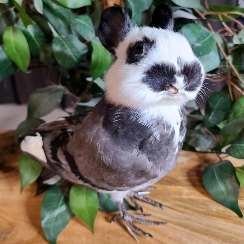 Birdbun Taxidermy (Bunny x Pigeon)