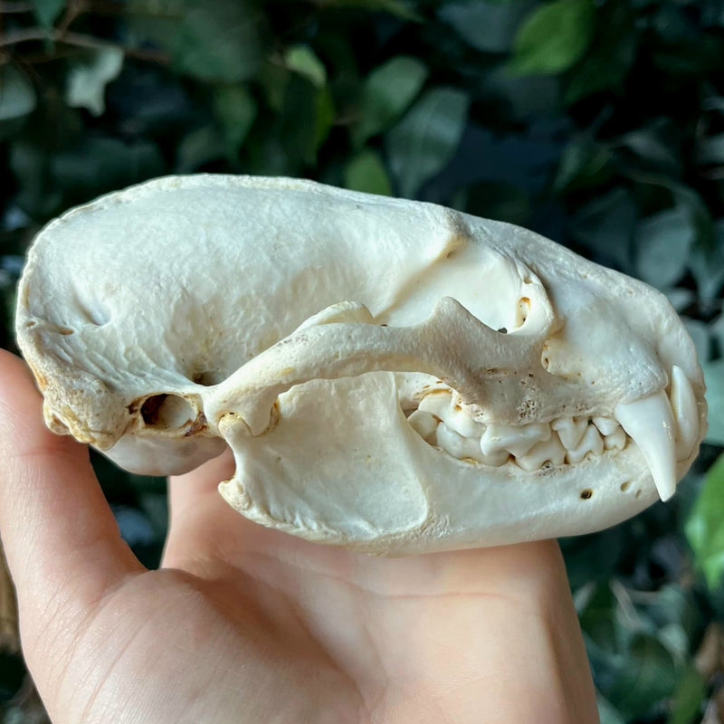 American Badger Skull (Ex-Museum)