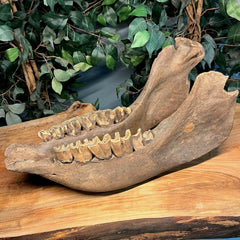 Woolly Rhino Fossil Skull, Major Injury (Ex-Museum)