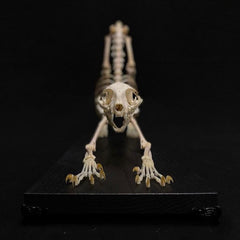 House Cat Skeleton, Articulated (Ex-Museum)