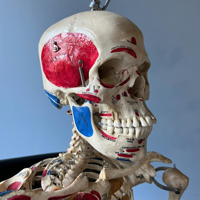 Articulated Human Skeleton, Anatomical Labeling