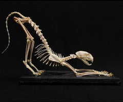 House Cat Skeleton, Articulated (Ex-Museum)