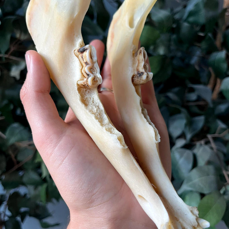 Lamb Skull, Major Infection (Ex-Museum)