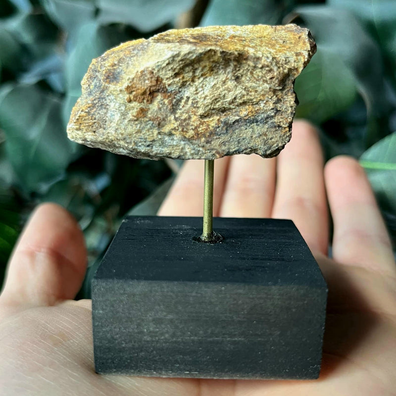 Tyrannosaurus Rex Bone Fragment J