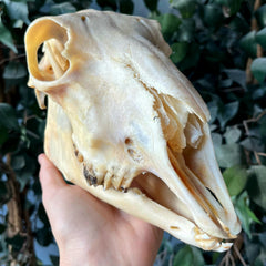 Lamb Skull, Major Infection (Ex-Museum)