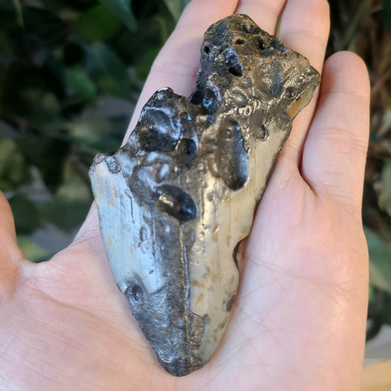 Megalodon Tooth B (3.75")