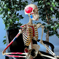 Articulated Human Skeleton, Anatomical Labeling