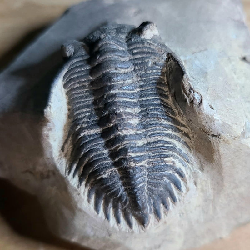 Hollardops Mesocristata Trilobite C