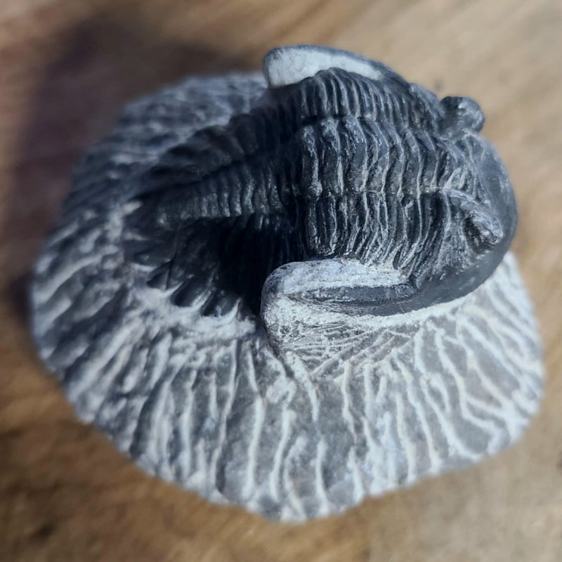 Hollardops Mesocristata Trilobite B