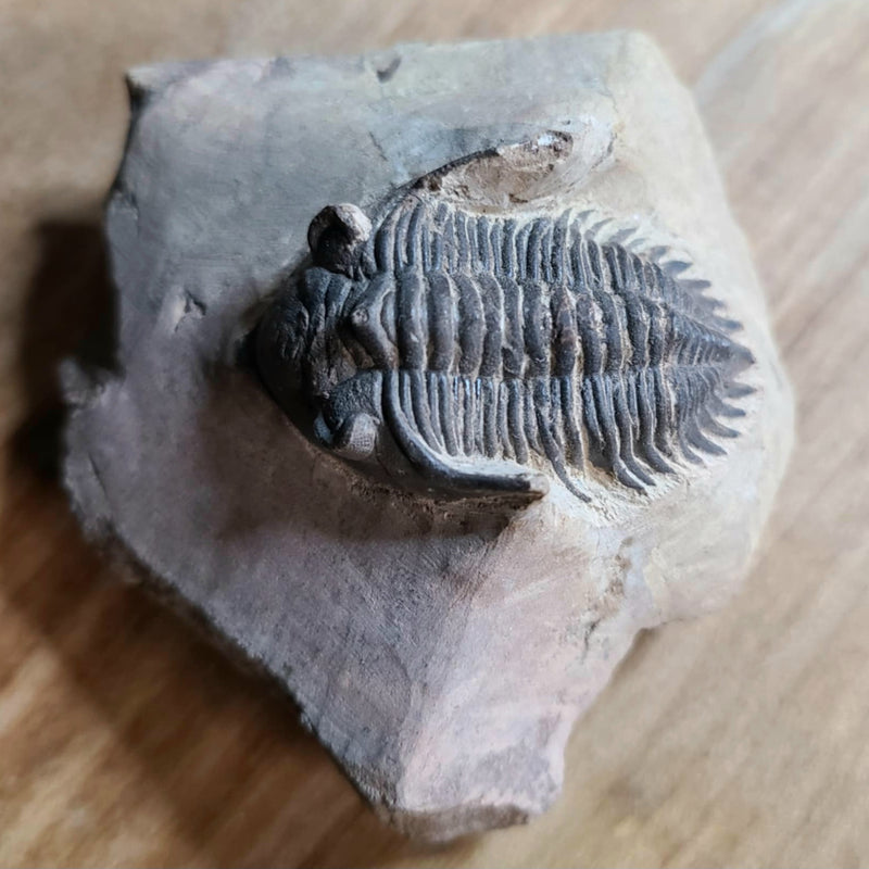 Hollardops Mesocristata Trilobite C