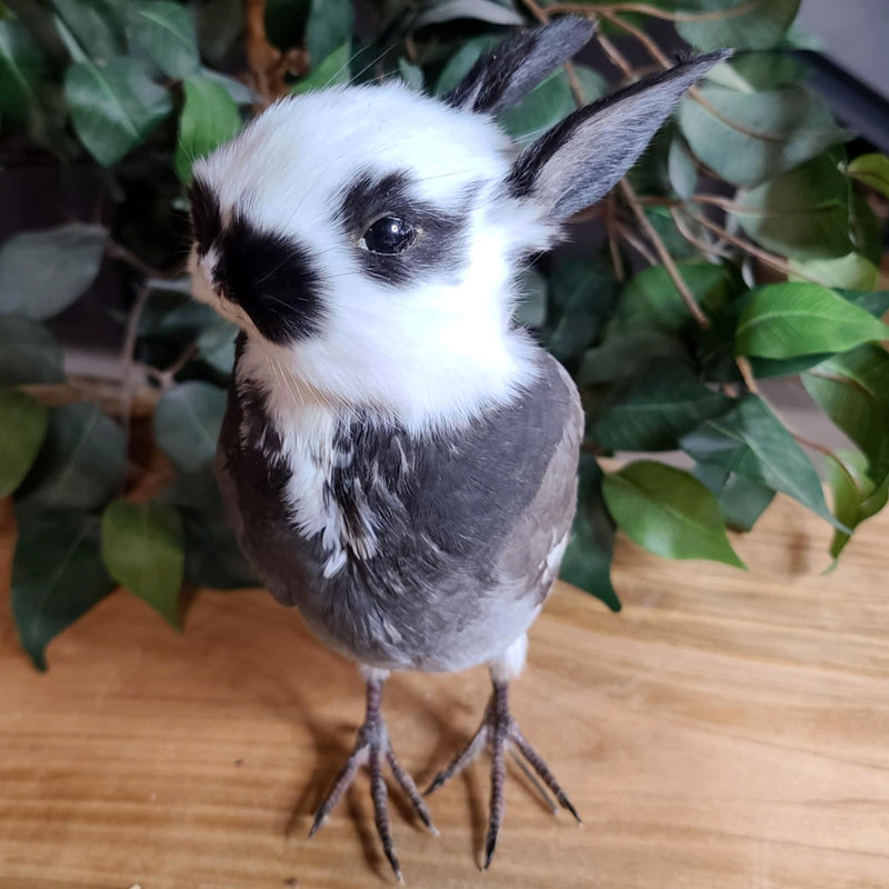 Birdbun Taxidermy (Bunny x Pigeon)