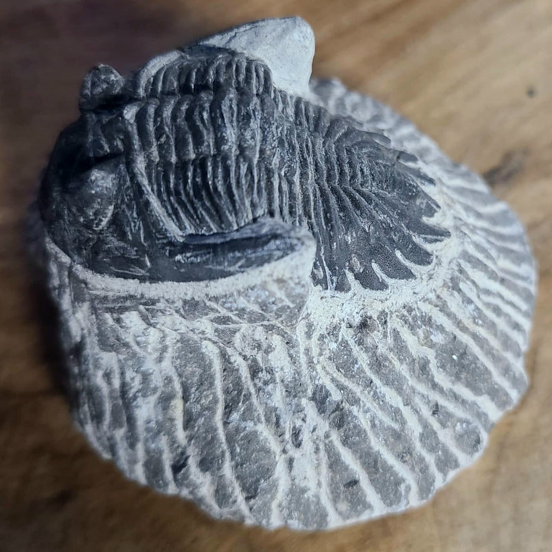 Hollardops Mesocristata Trilobite B