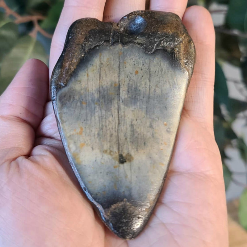 Megalodon Tooth G (3.25")