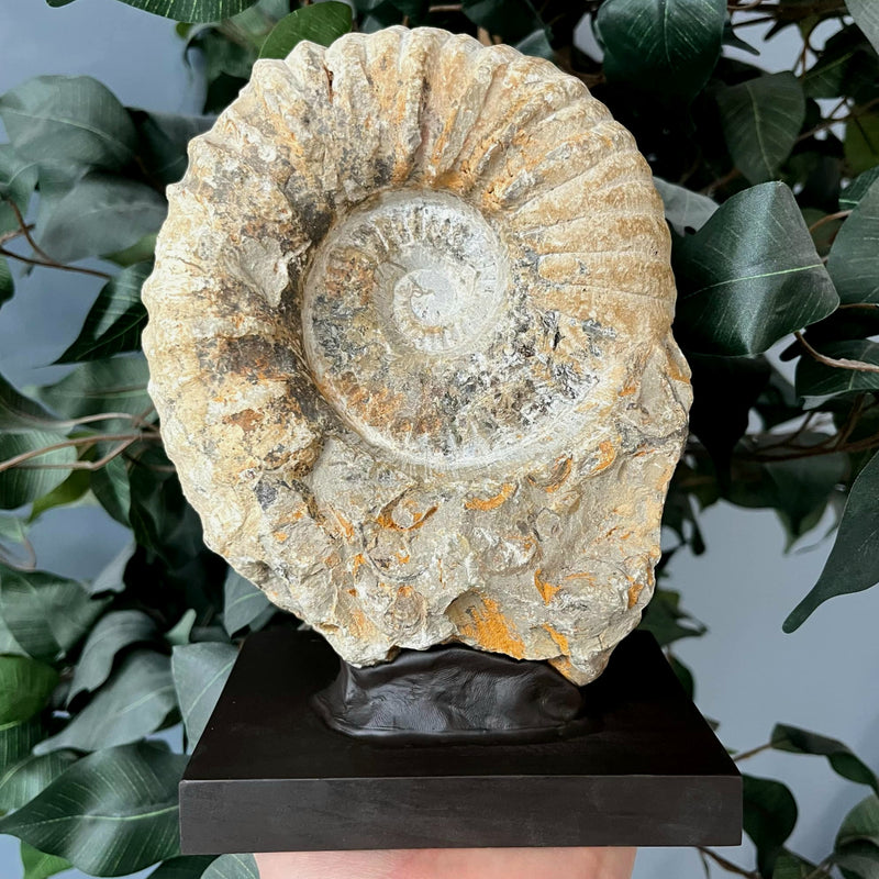 Agadir Ammonite, On Stand A (8")