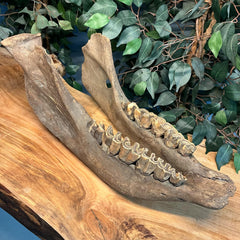 Woolly Rhino Fossil Skull, Major Injury (Ex-Museum)