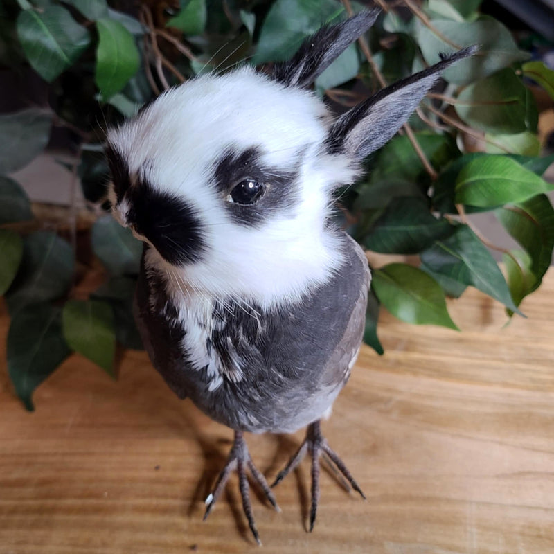 Birdbun Taxidermy (Bunny x Pigeon)