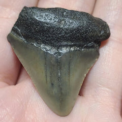 Baby Megalodon Tooth A