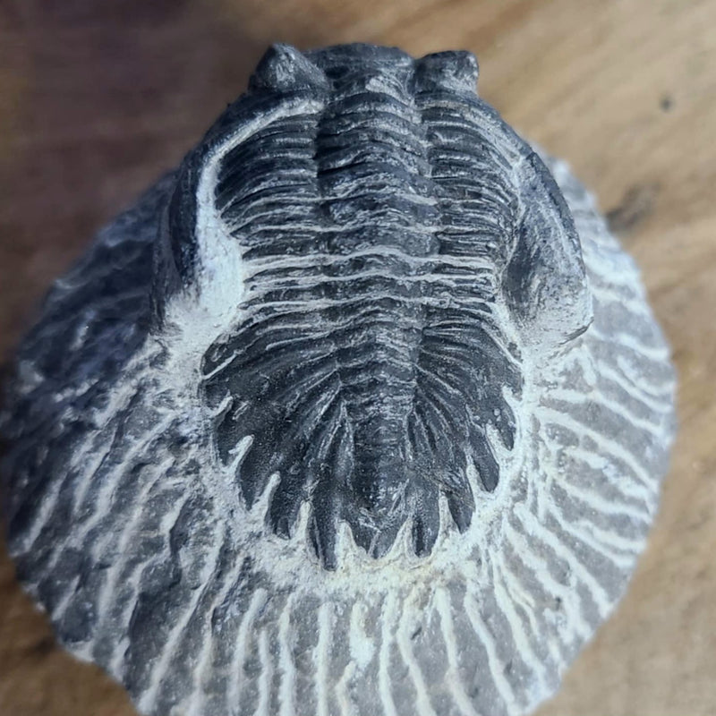 Hollardops Mesocristata Trilobite B