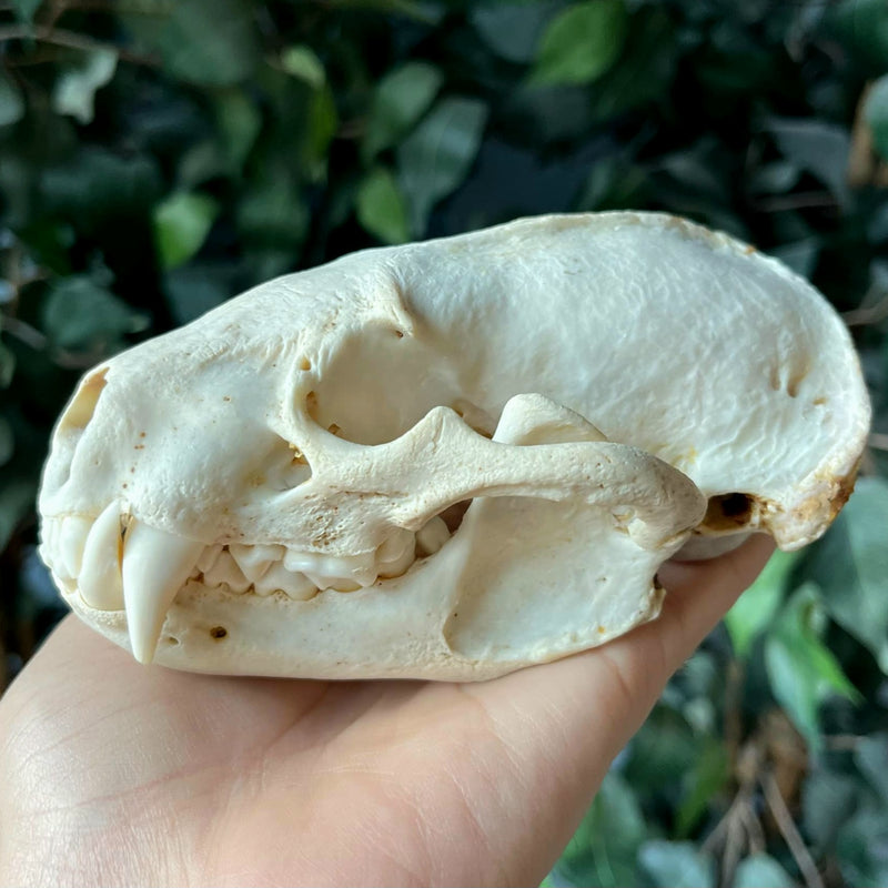 American Badger Skull (Ex-Museum)