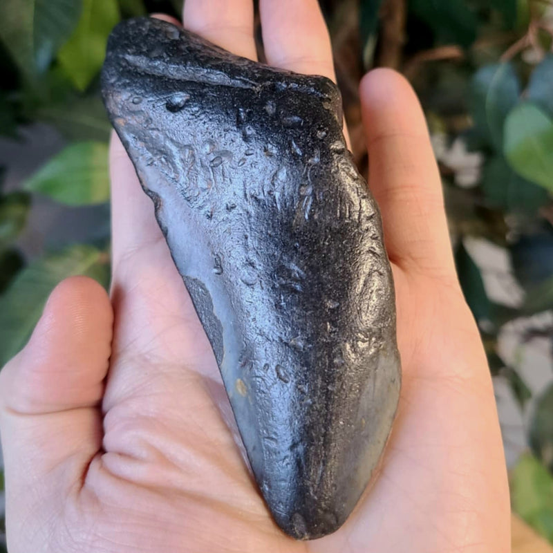 Megalodon Tooth C (4.5")