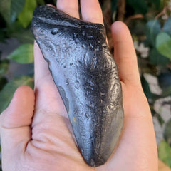 Megalodon Tooth C (4.5