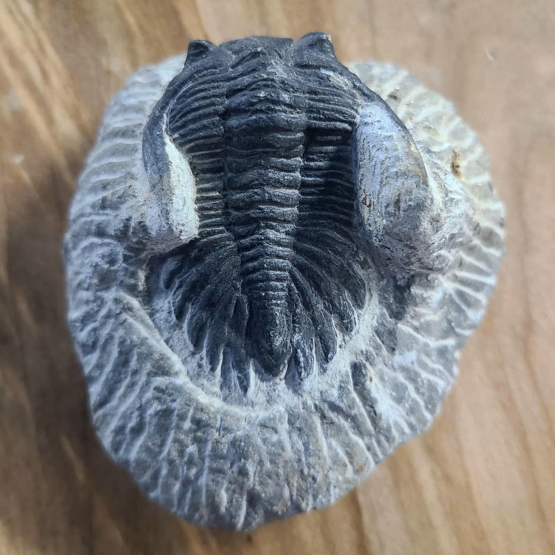 Hollardops Mesocristata Trilobite A