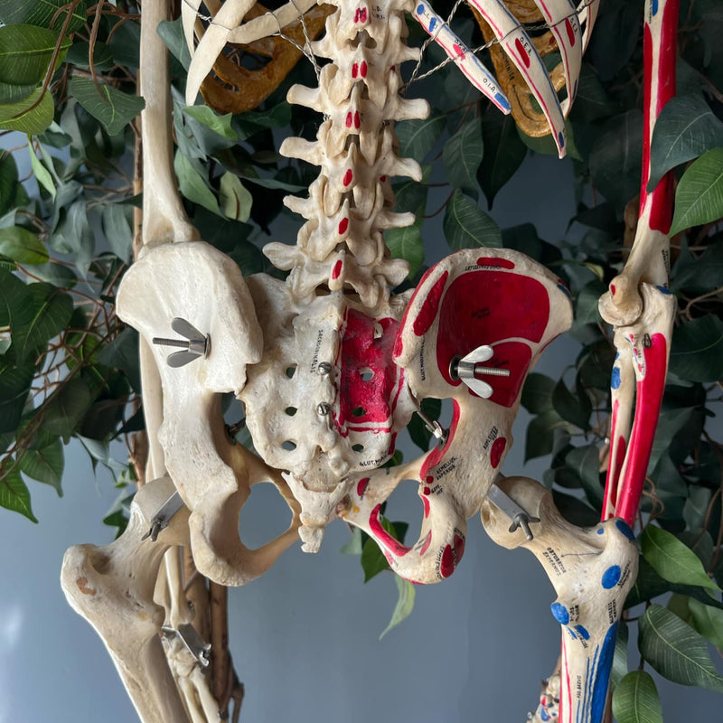 Articulated Human Skeleton, Anatomical Labeling