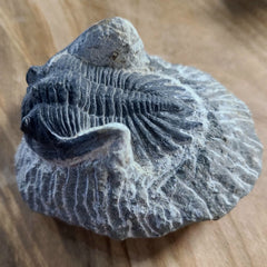 Hollardops Mesocristata Trilobite A