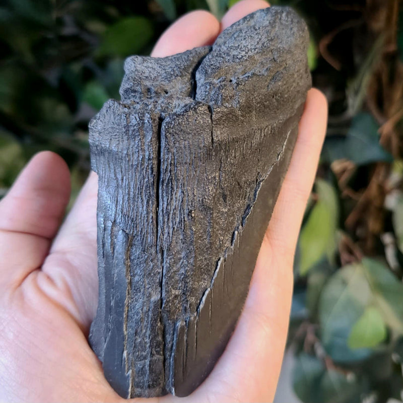 Megalodon Tooth A (5.25")