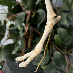 Articulated Goat Leg C